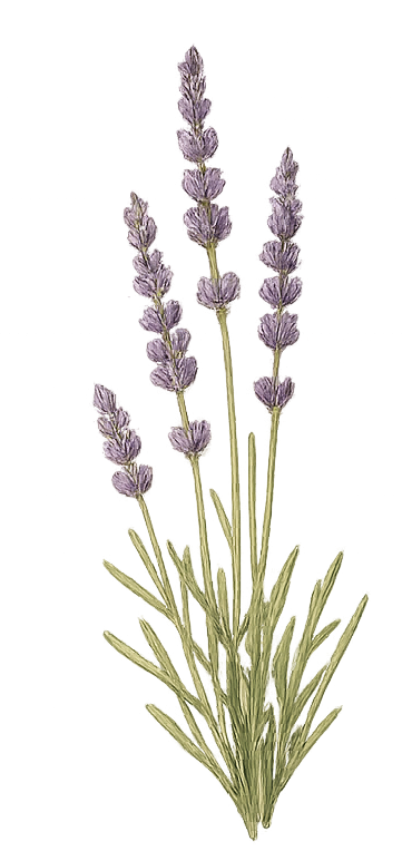 Ayelén