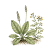 Lucía